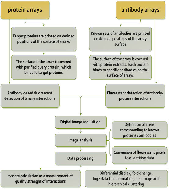 Protein arrays and antibody arrays